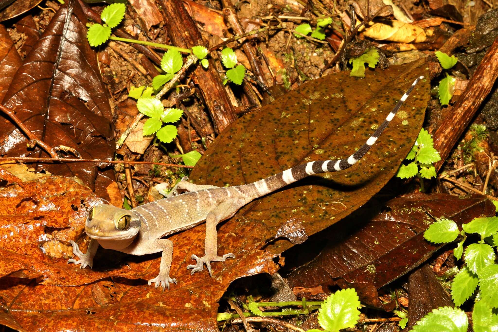 Sivun Cyrtodactylus bintangtinggi Grismer, Wood Jr, Quah, Anuar, Muin, Sumontha, Ahmad, Bauer, Wangkulangkul, Grismer & Pauwels 2012 kuva