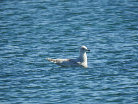 Image de Larus glaucoides kumlieni Brewster 1883