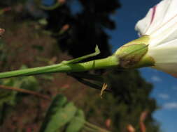 Image of Pacific false bindweed