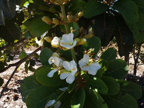 Image of <i>Salvertia convallariodora</i>