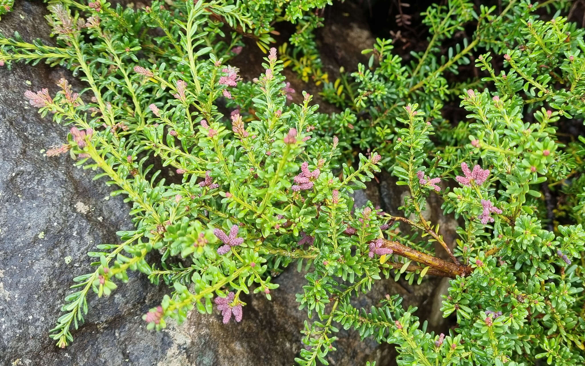 Podocarpus lawrencei Hook. fil. resmi