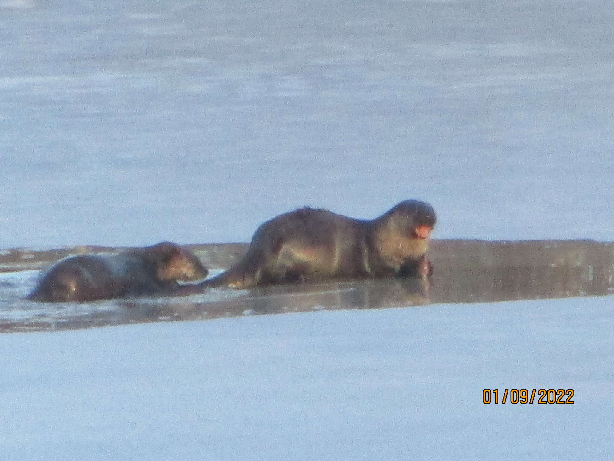 Plancia ëd Lontra canadensis pacifica (Rhoads 1898)