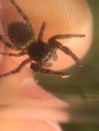 Image of Phidippus princeps (Peckham & Peckham 1883)