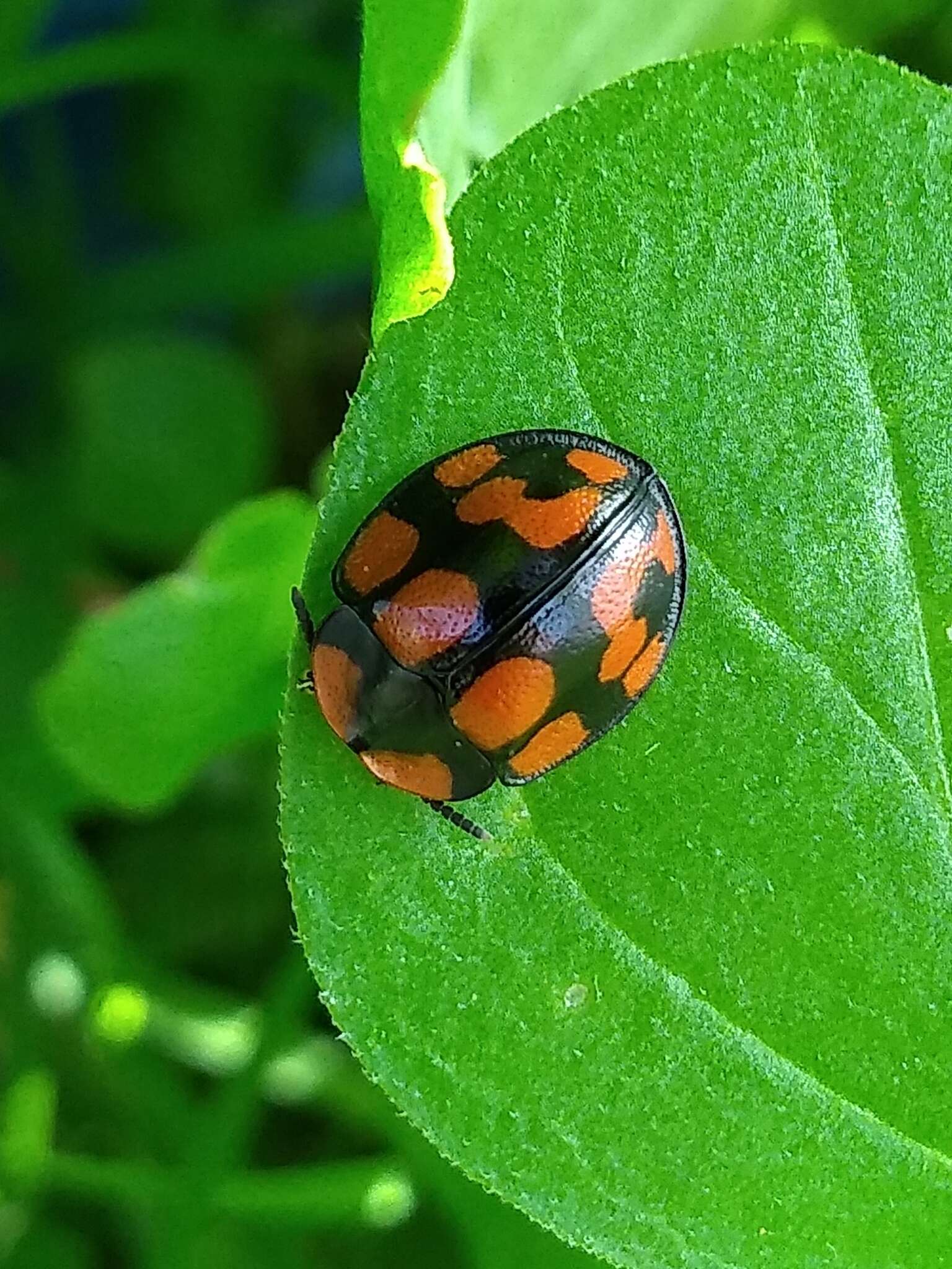 Imagem de Botanochara duodecimverrucata (Boheman 1850)