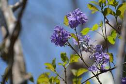 Duranta costaricensis (Donn. Sm.) Standl. resmi