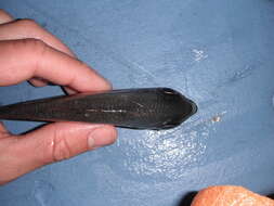 Image of Copper sweeper