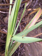 Image of giant wildrye