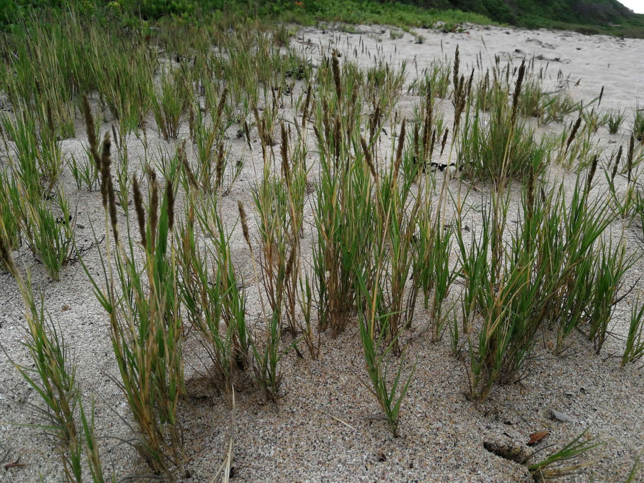 Image of seashore dropseed