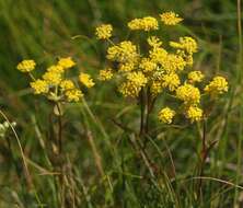 Sivun Bupleurum ranunculoides L. kuva