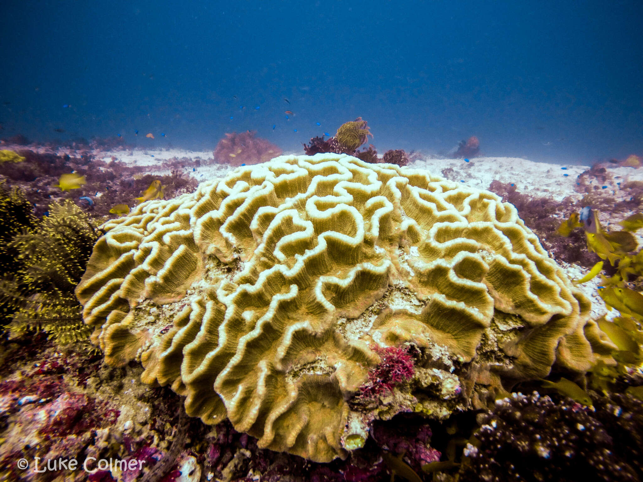 Image of Common lettuce coral