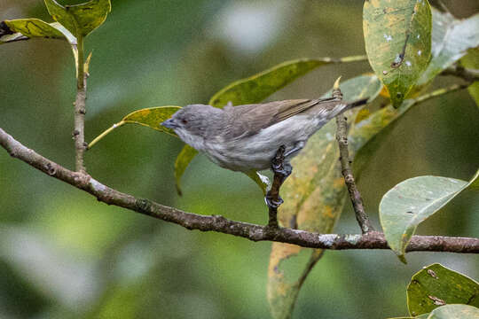 Image of Thick-billed Flowerpecker