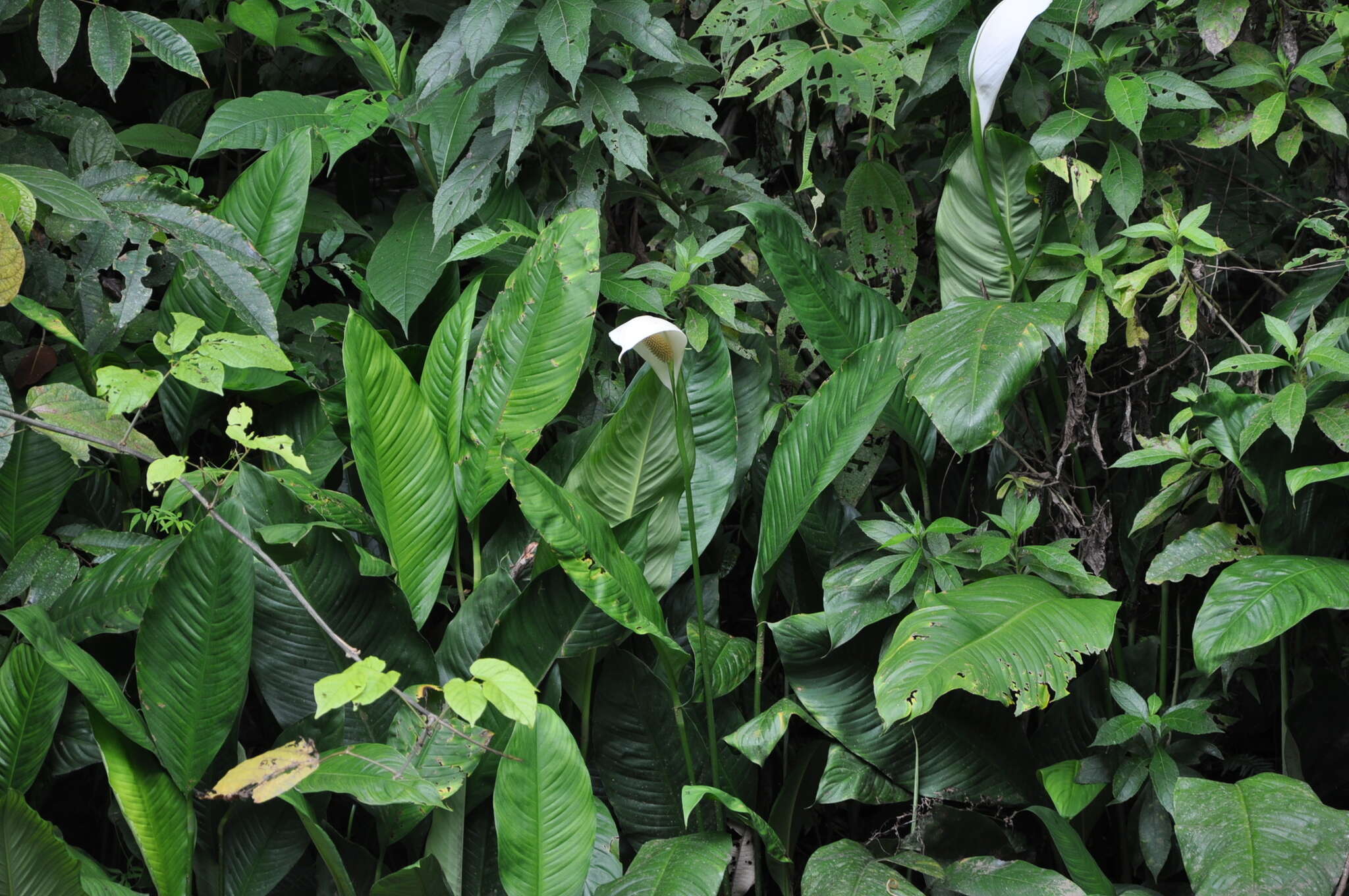 Image of Spathiphyllum friedrichsthalii Schott