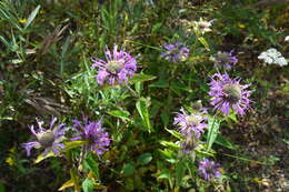 Image of Monarda fistulosa var. menthifolia (Graham) Fernald