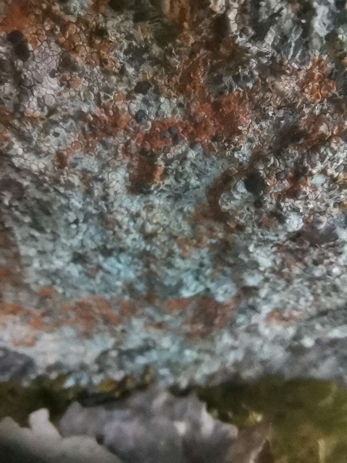 Image of rockloving lecidea lichen
