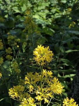 Image of Sisymbrium strictissimum L.