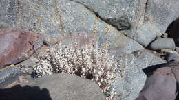 Image of Calceolaria polifolia Hook.