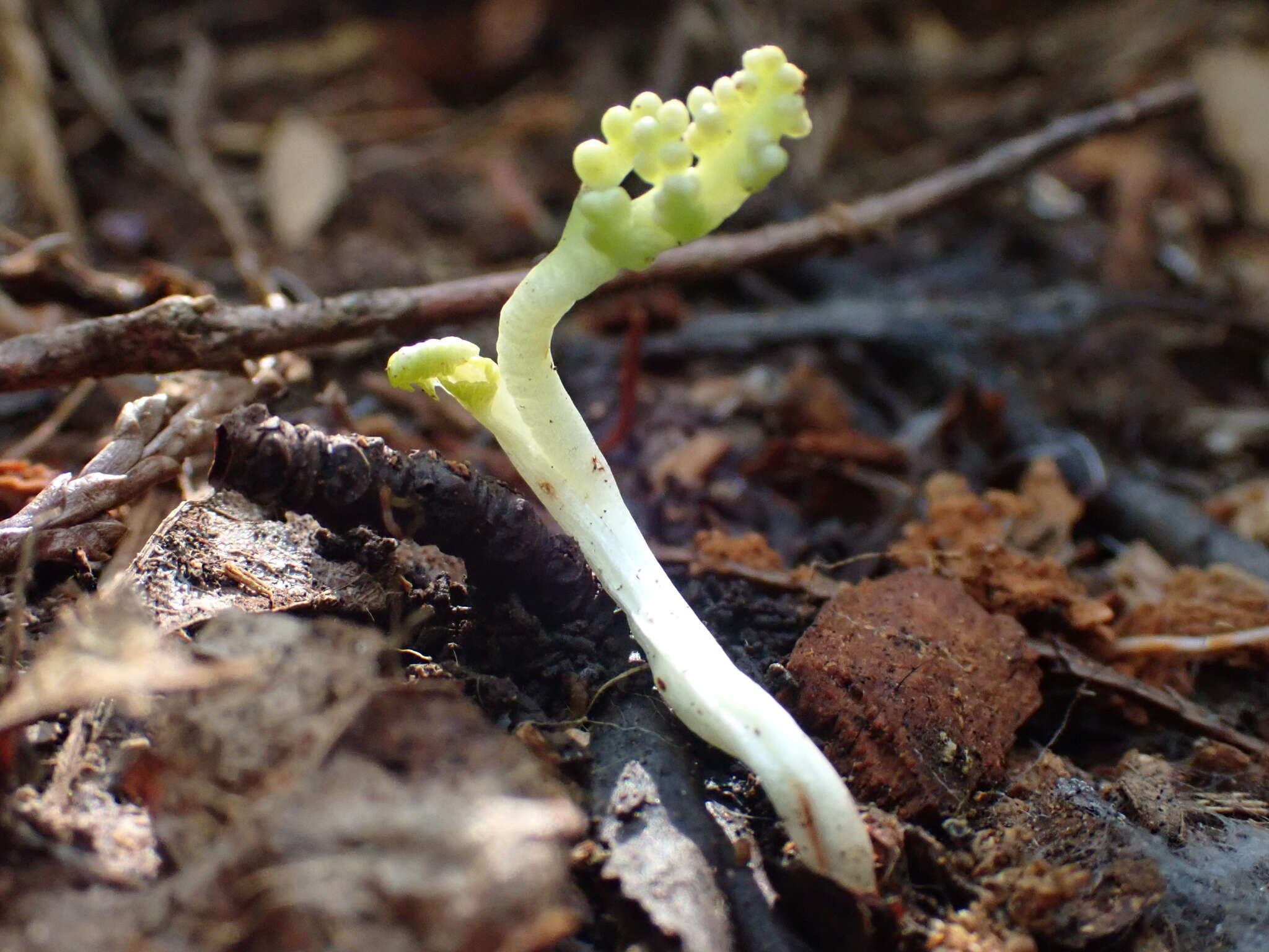 Imagem de Botrychium montanum Wagner