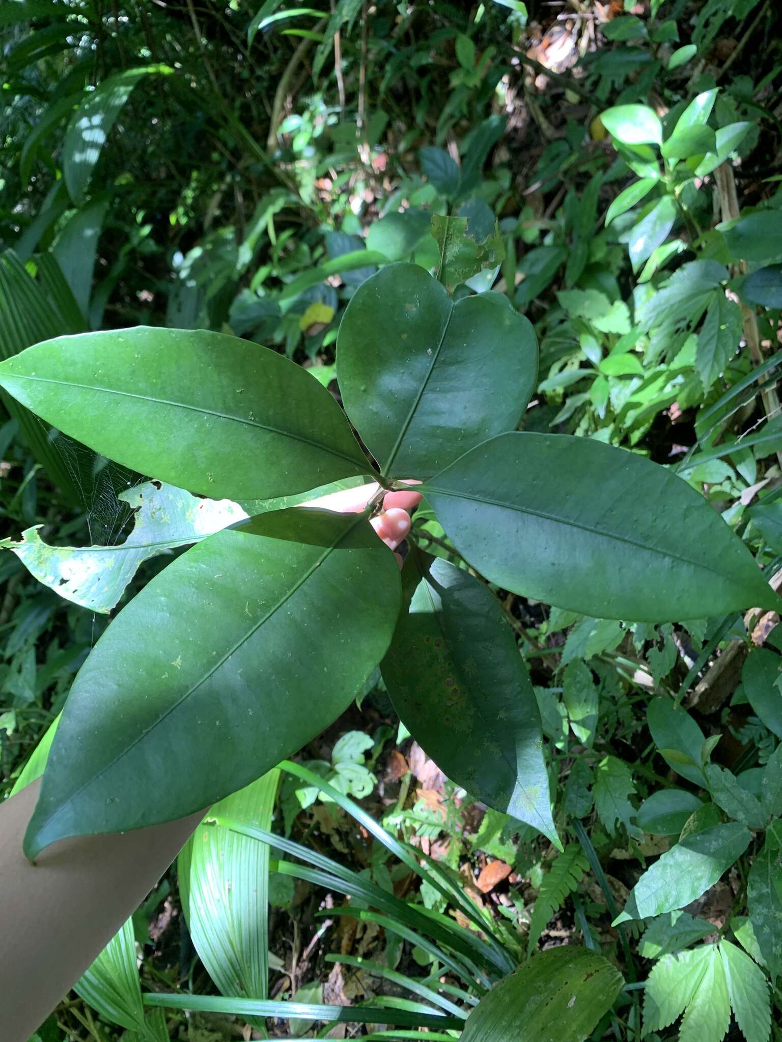 Image of Garcinia linii C. E. Chang