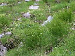 Juncus monanthos Jacq. resmi