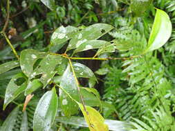 Image of Cinnamomum osmophloeum Kaneh.