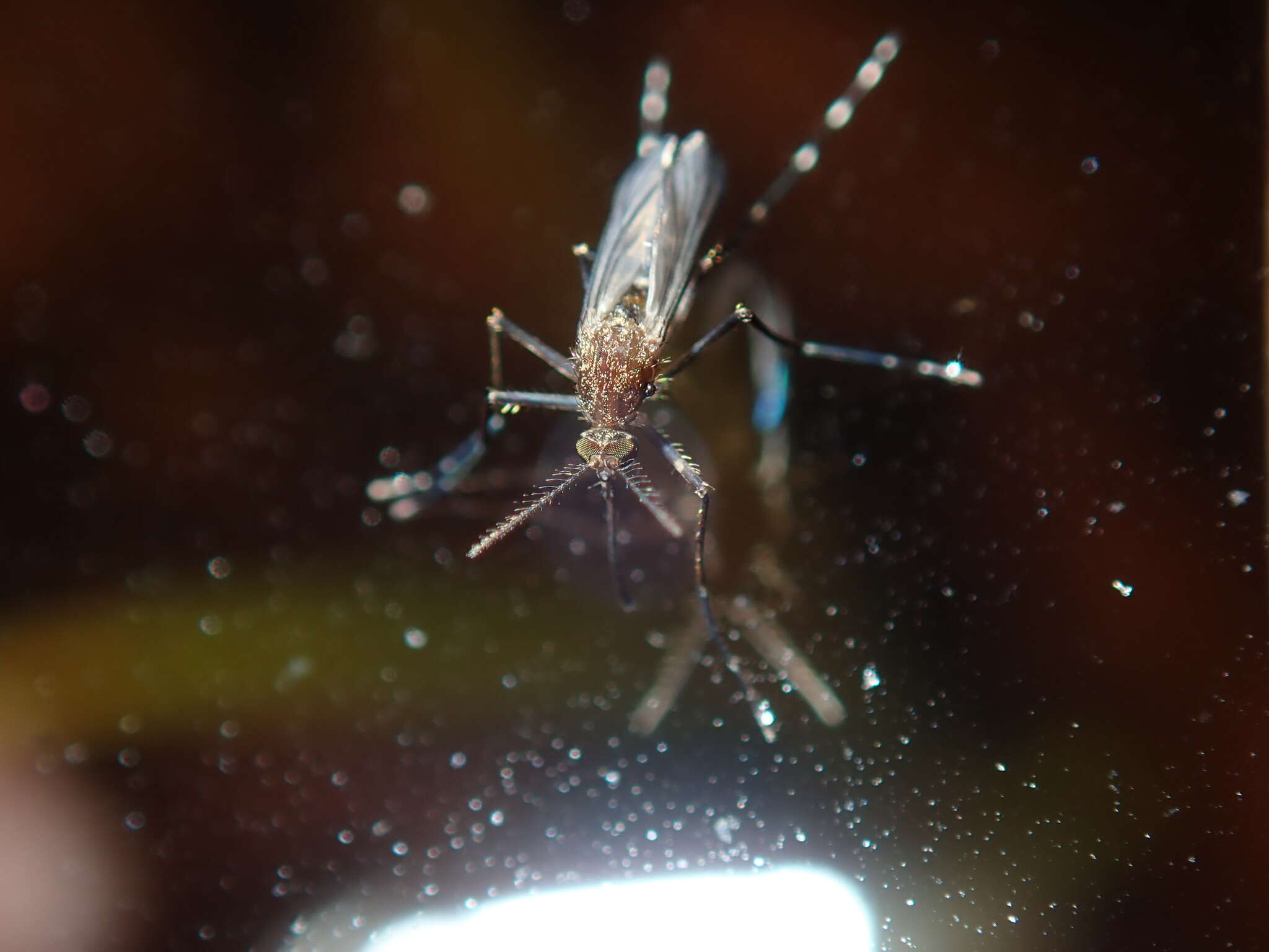 Imagem de Aedes procax (Skuse 1889)