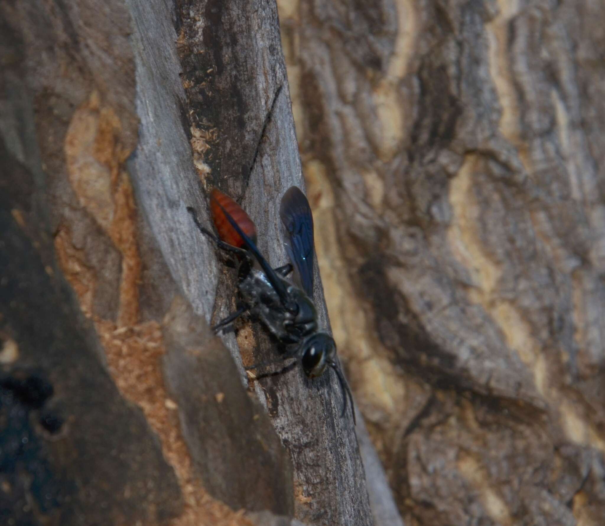 Image of Isodontia edax (Bingham 1897)