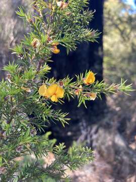 Слика од Pultenaea juniperina Labill.