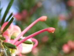 Image of Grevillea rosmarinifolia A. Cunn.