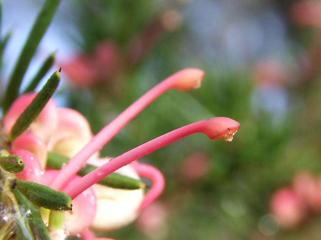 Image of Grevillea rosmarinifolia A. Cunn.