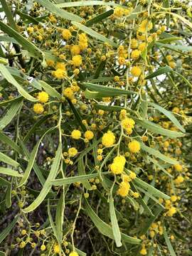 Image of Acacia rostellifera Benth.