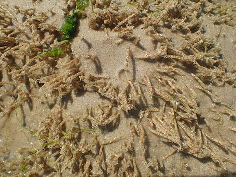 Image of sandmason worm or sand mason worm