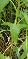 Image of false Indian plantain