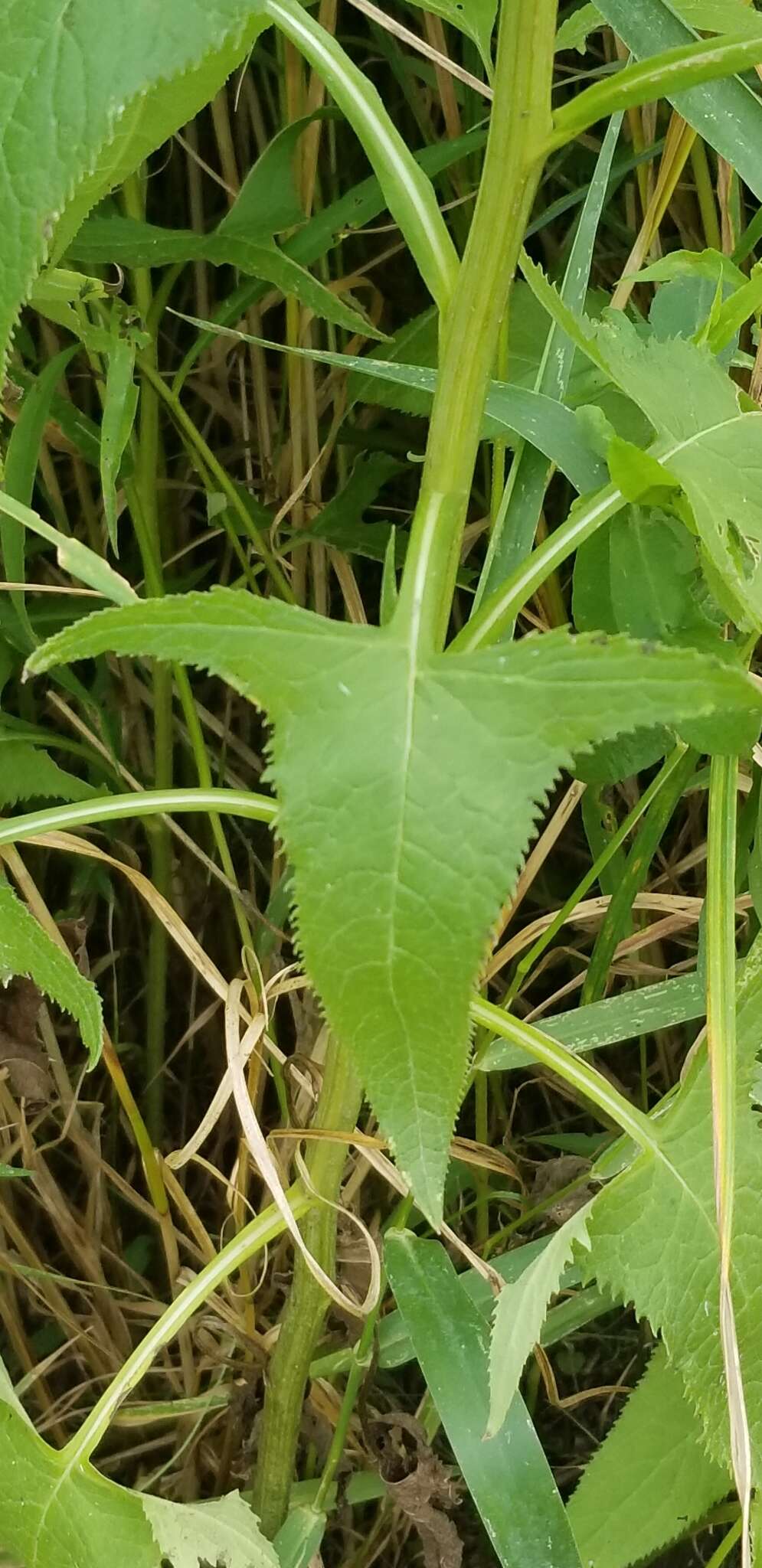 Image of false Indian plantain