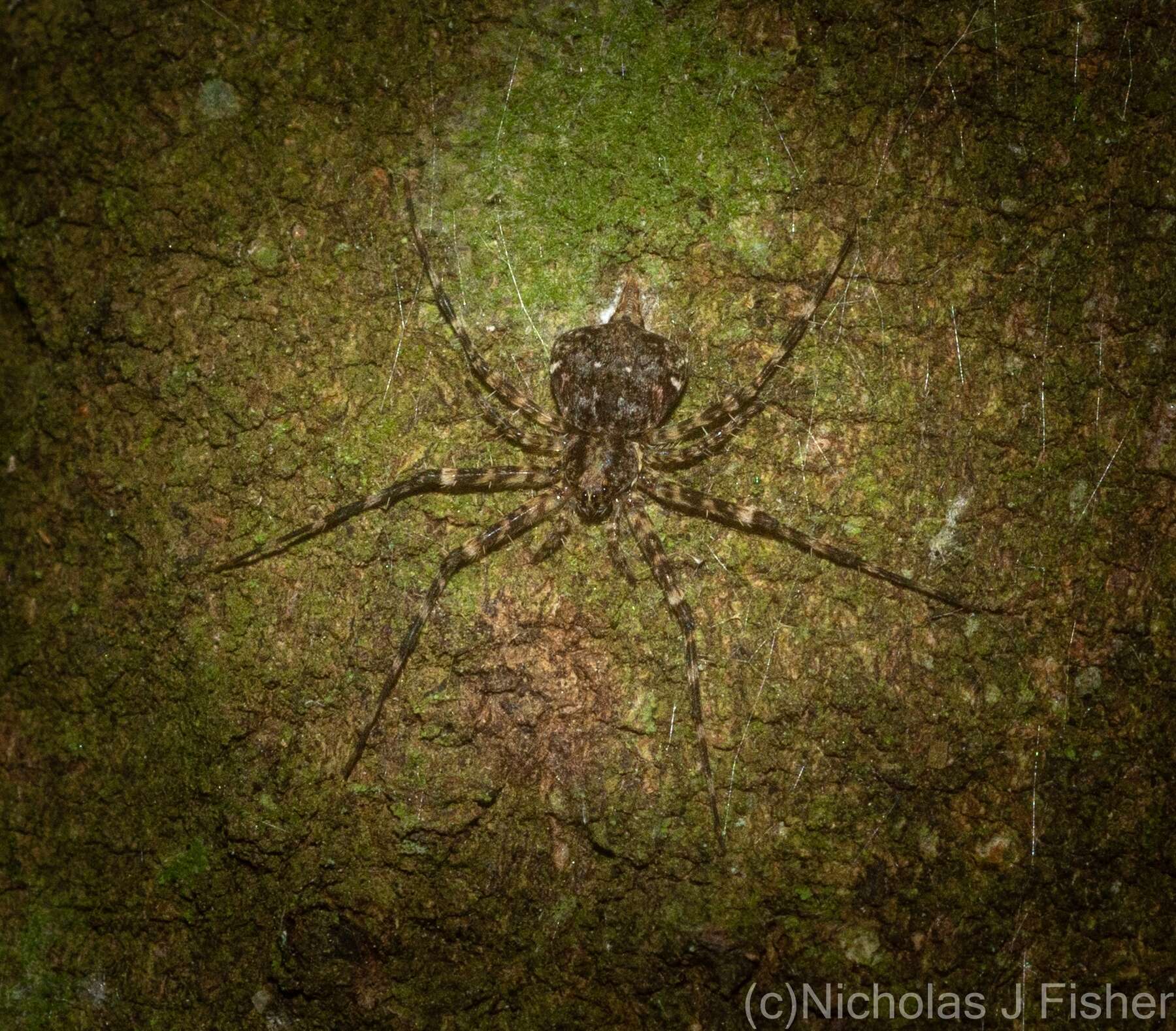 Image of Tamopsis brachycauda Baehr & Baehr 1987