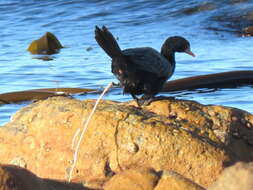 Image of Crowned Cormorant