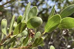 Image of Baker's manzanita