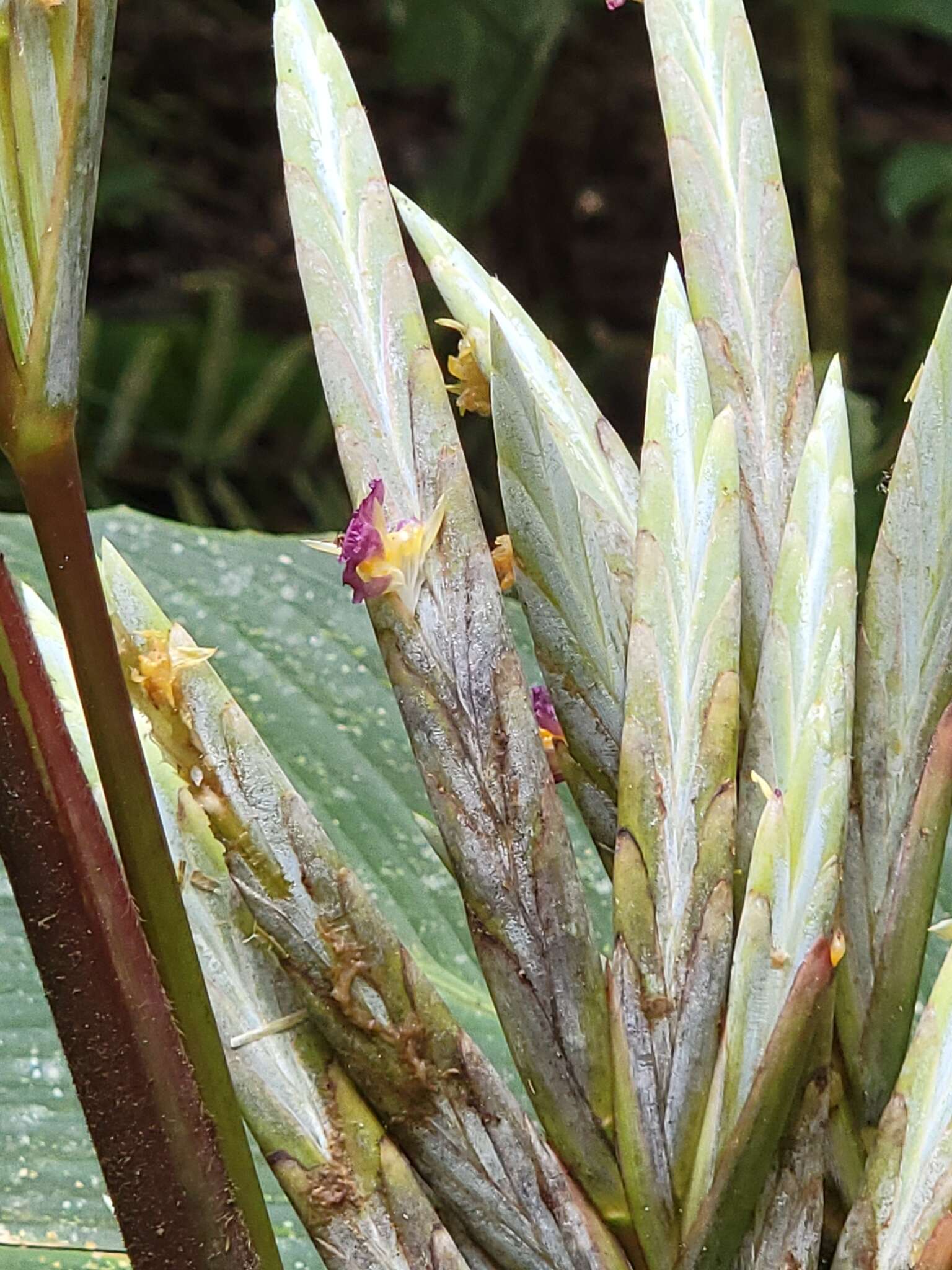 Pleiostachya pruinosa (Regel) K. Schum.的圖片