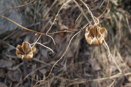 Image de Aristolochia contorta Bunge