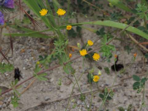 Image of Crepis neglecta L.