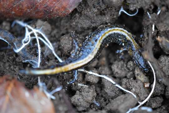 Image of Ozark Zigzag Salamander