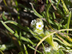 Plancia ëd Plagiobothrys pringlei Greene.