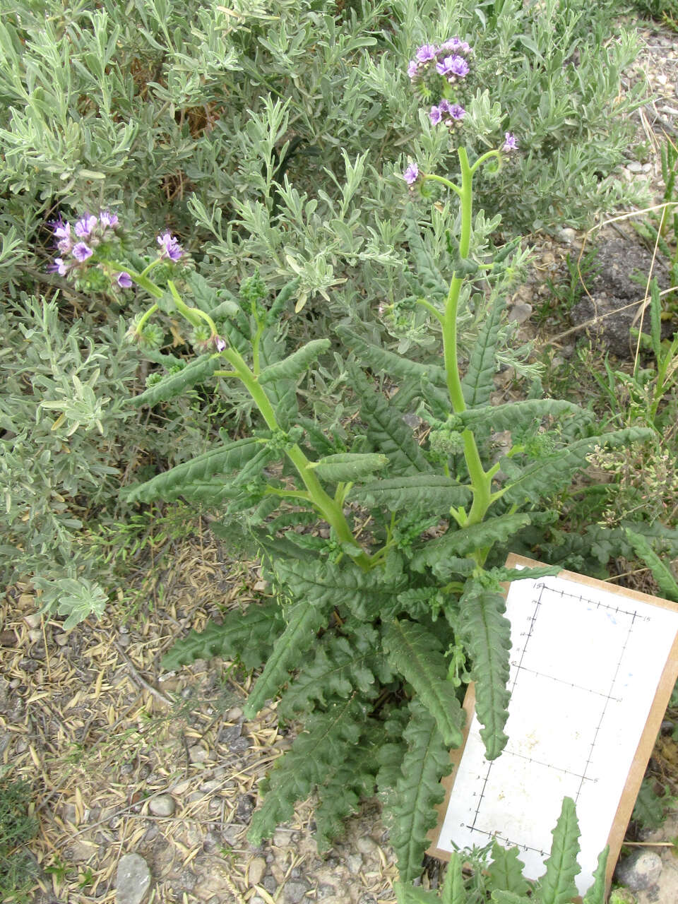 Image of Texan phacelia