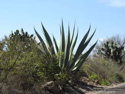 Image of Agave mapisaga Trel.