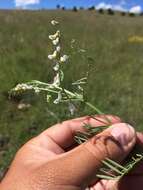 Image of sweetclover vetch