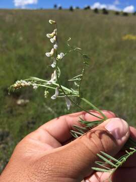 Imagem de Vicia pulchella Kunth