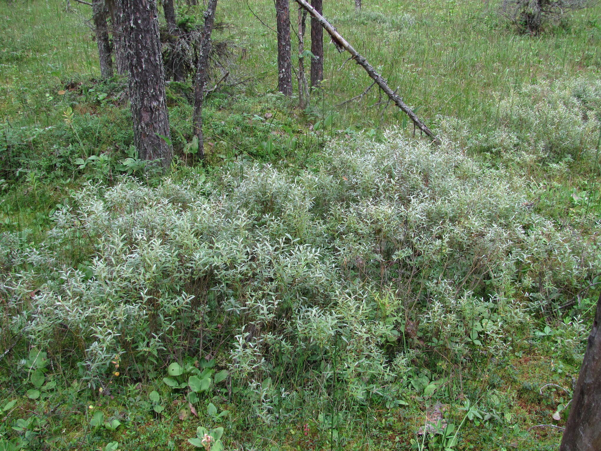 Imagem de Salix rosmarinifolia L.