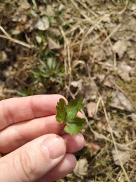 Ranunculus fallax (Wimmer & Grab.) Schur的圖片