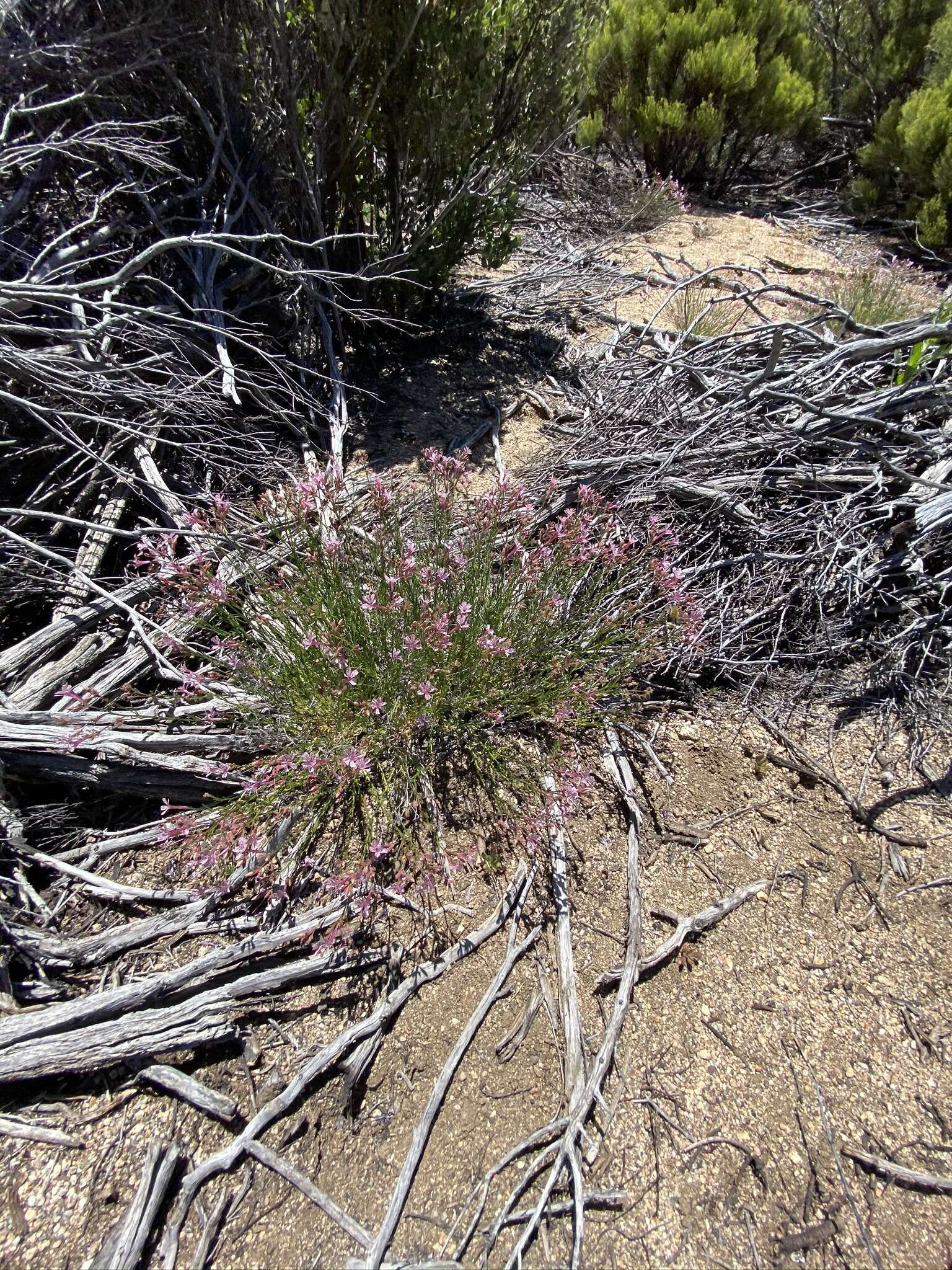 Plancia ëd Ipomopsis guttata (A. Gray) R. Moran