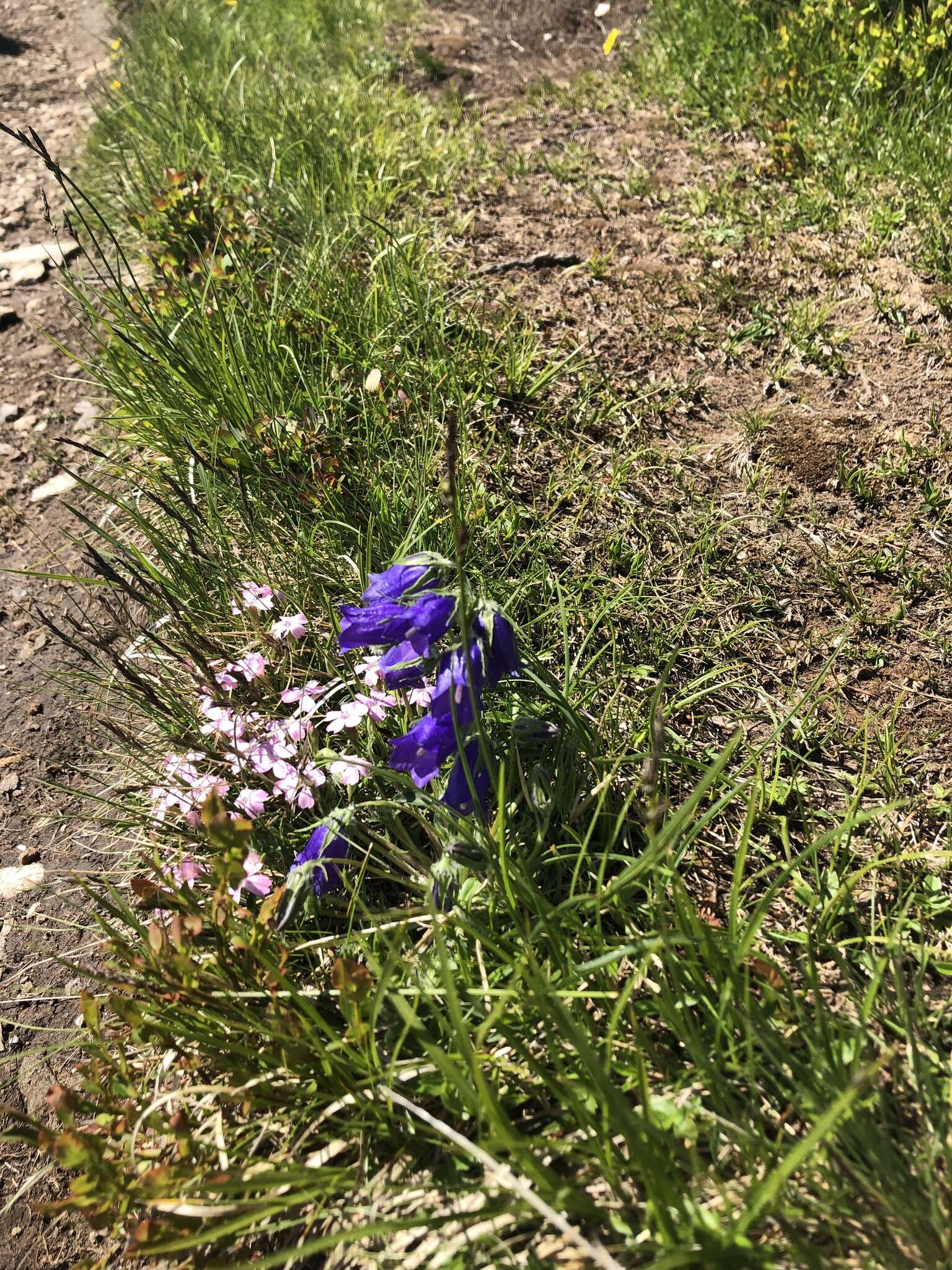 Image of Campanula orbelica Pancic