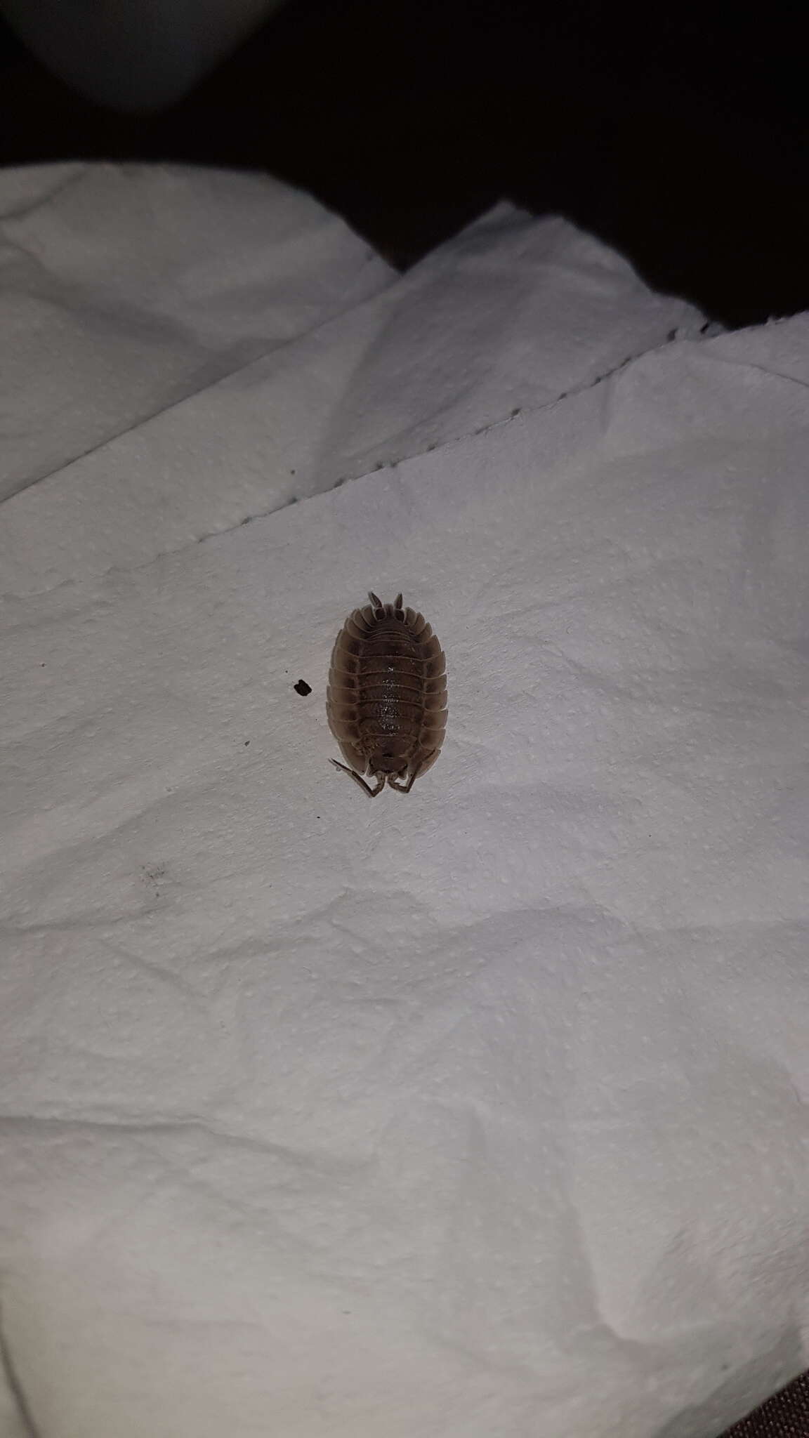 Image of Porcellio spatulatus Costa 1882